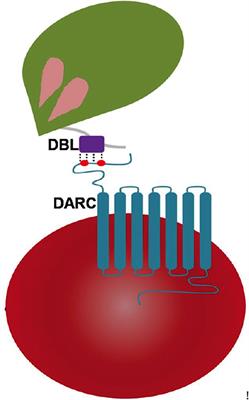 Engagement Rules That Underpin DBL-DARC Interactions for Ingress of Plasmodium knowlesi and Plasmodium vivax Into Human Erythrocytes